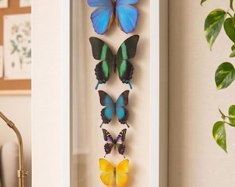 8 Real Butterflies Framed with Glass floating White Frame Blue Morpho Collection