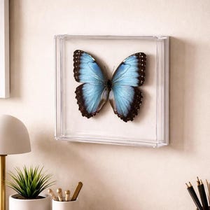 Real Butterfly Framed Including  Morpho Peleides Butterfly