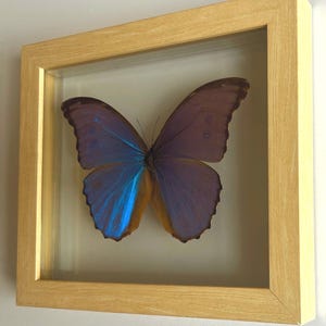 Puede incluir: Un espécimen de mariposa enmarcado. La mariposa tiene alas azules y marrones iridiscentes, exhibidas dentro de una vitrina transparente. El marco es de madera clara, creando una estética natural. La mariposa está centrada en el marco.