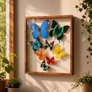 Puede incluir: Un marco cuadrado de madera tipo vitrina que contiene una colección de ocho mariposas preservadas en varios colores, incluyendo azul brillante, verde esmeralda, naranja, amarillo, rojo y negro, dispuestas sobre un fondo color crema.