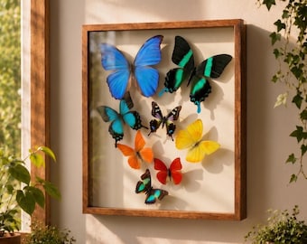 Blue Morpho Butterfly Collection. 8 Real Butterflies Framed  With Glass
