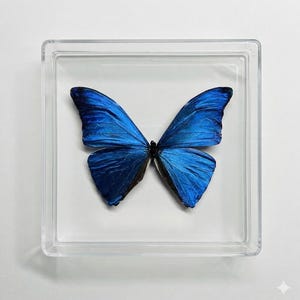 Real Butterfly Framed Including  Blue Morpho Adonis