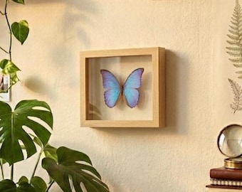 Borboleta Morpho Azul emoldurada em vitrine de vidro duplo – Espécime real de borboleta