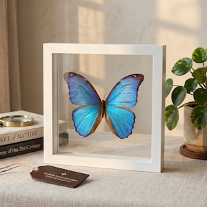 Framed Blue Morpho Butterfly  Museum Grade Floating Glass  Frame • Designer White Wood Shadow Box