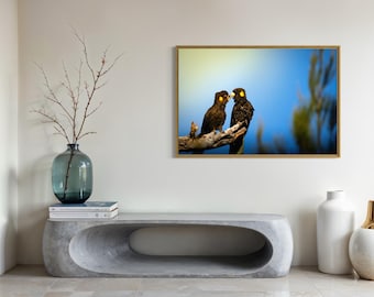 Pareja de cacatúas negras en una rama – Impresión fotográfica de aves de la fauna australiana