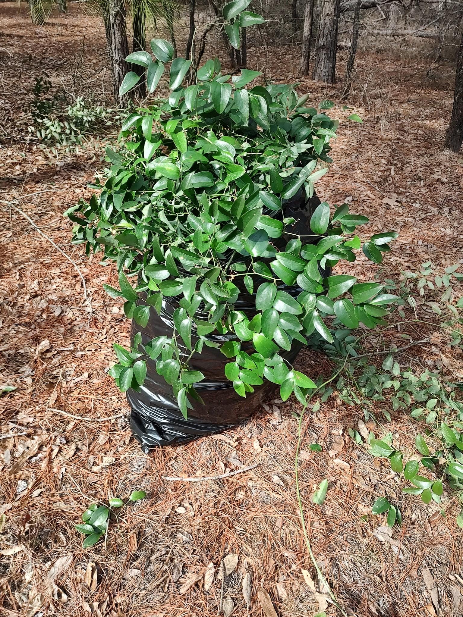 Southern Smilax Vine | 2 Sizes Available | Party Greenery - Etsy