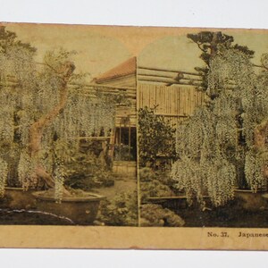 Antique Stereoview Japanese Wisterias Japan