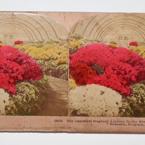 BW Kilburn Stereoview Getinte Azalea's Belgisch Conservatorium 1903 Antieke kaart