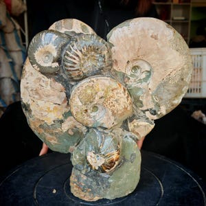 Genuine Nautilus Shell Fossil – Museum Quality Collectible  Ornament13.6id