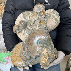 以下が含まれることがあります： 巨大なアンモナイトの化石の塊。標本は、茶色、タン、グレーの色合いの多数の螺旋状の殻を特徴としています。化石は、黒いジャケットと白い手袋を着用した人が持っています。アンモナイトはさまざまなサイズです。