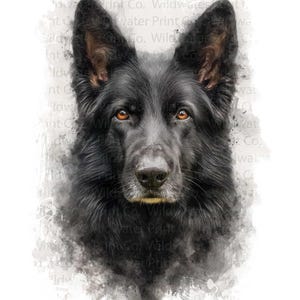 May include: A watercolour portrait of a black German Shepherd dog. The dog has dark fur, amber eyes, and a focused expression. The artwork has a soft, textured appearance with a white background and subtle grey accents.