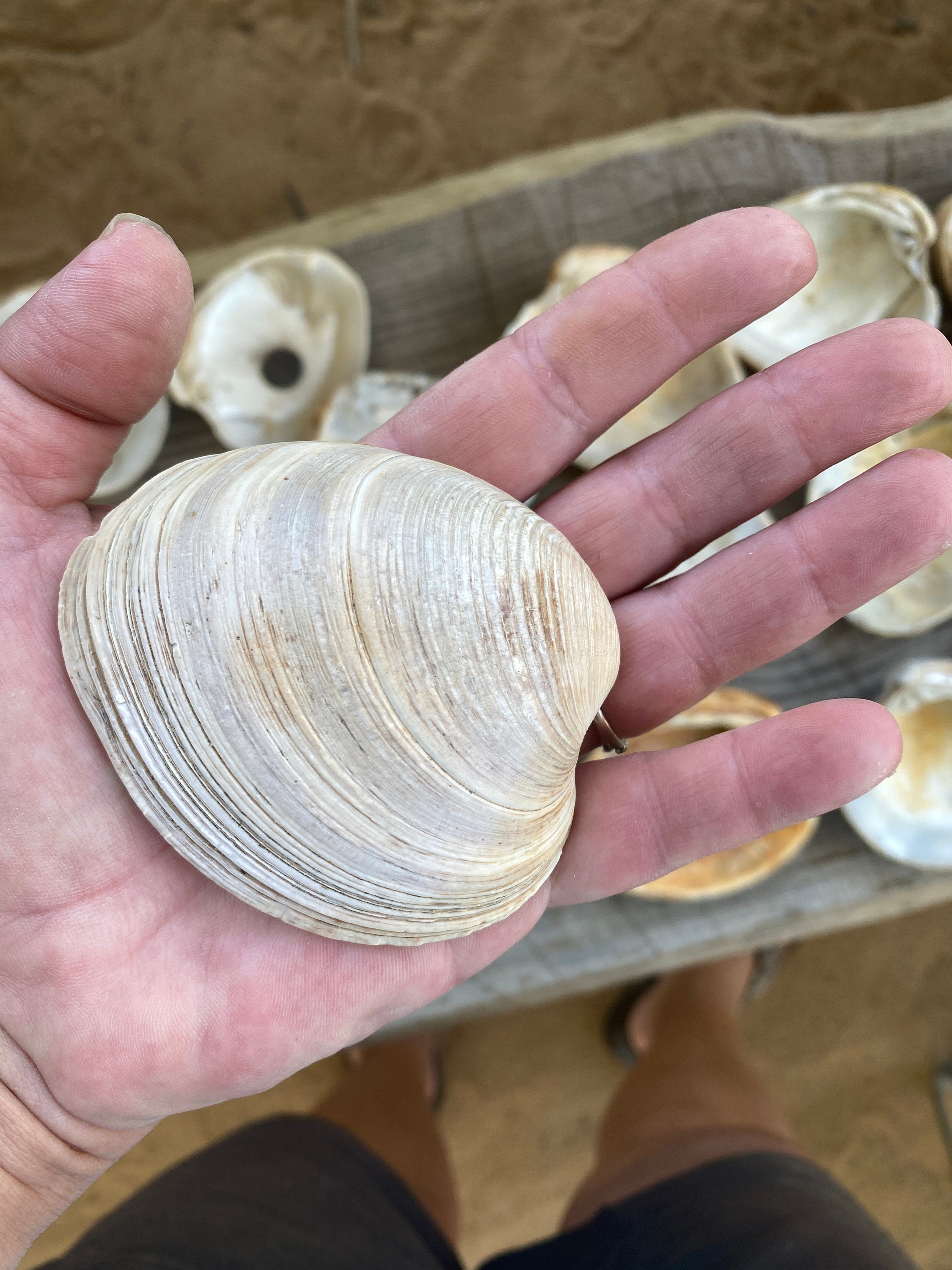 30 Med To Large Quahog Clam Shells Gulf Of Mexico Crafts Shell Etsy
