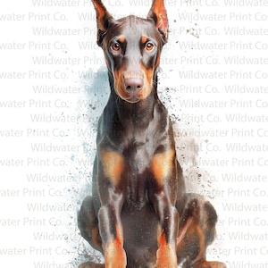 Può includere: Stampa digitale di un cane Dobermann Pinscher. Il cane è raffigurato seduto, con un mantello marrone scuro e segni color tan sulle zampe e sul petto. L'opera d'arte ha un effetto acquerello.