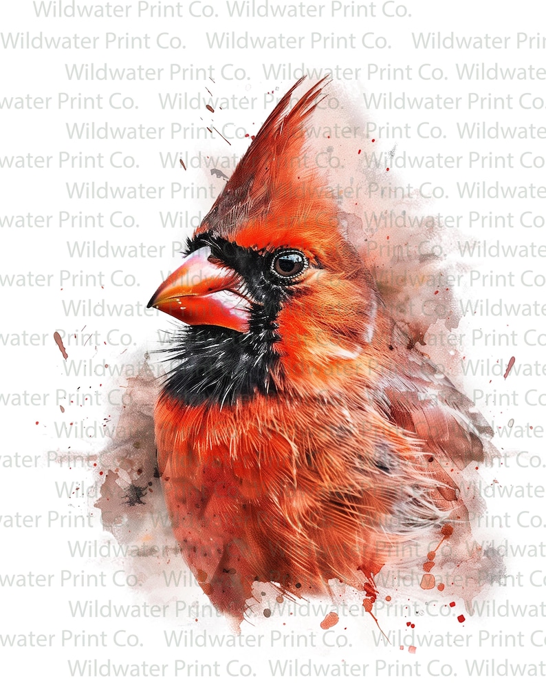 Cardinal Watercolor Clip Art – Realistic Red Cardinal Bird PNG ...