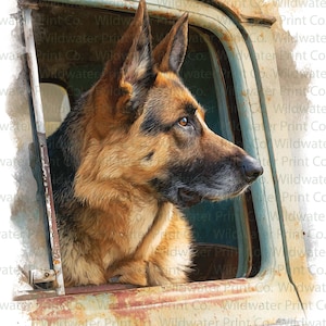 May include: A German Shepherd dog with brown and black fur looks out of the open window of a rusty, vintage vehicle. The dog's head and shoulders are visible, with its ears perked up and eyes focused on something outside the frame. The image has a watercolor effect.