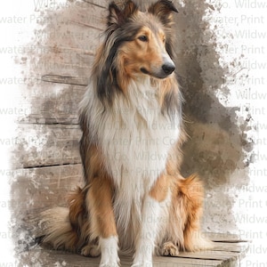 Könnte beinhalten: Aquarell-Druck eines Collie-Hundes, sitzend auf einer Holzoberfläche. Der Hund hat ein langes, fließendes Fell in Braun, Weiß und Tan. Der Hintergrund zeigt eine verwitterte Holzstruktur, mit dem Text "Wildwater Print Co.".