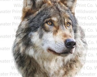 Grey Wolf Clip Art PNG - Wolf Portrait Print - Wildlife Wall Art - Wolf Lover Gift - Printable Digital Download