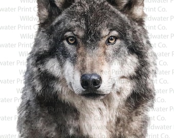 Grey Wolf Watercolor Style Clip Art PNG - Realistic Wolf Print - Wildlife Wall Art - Wolf Lover Gift Digital Download