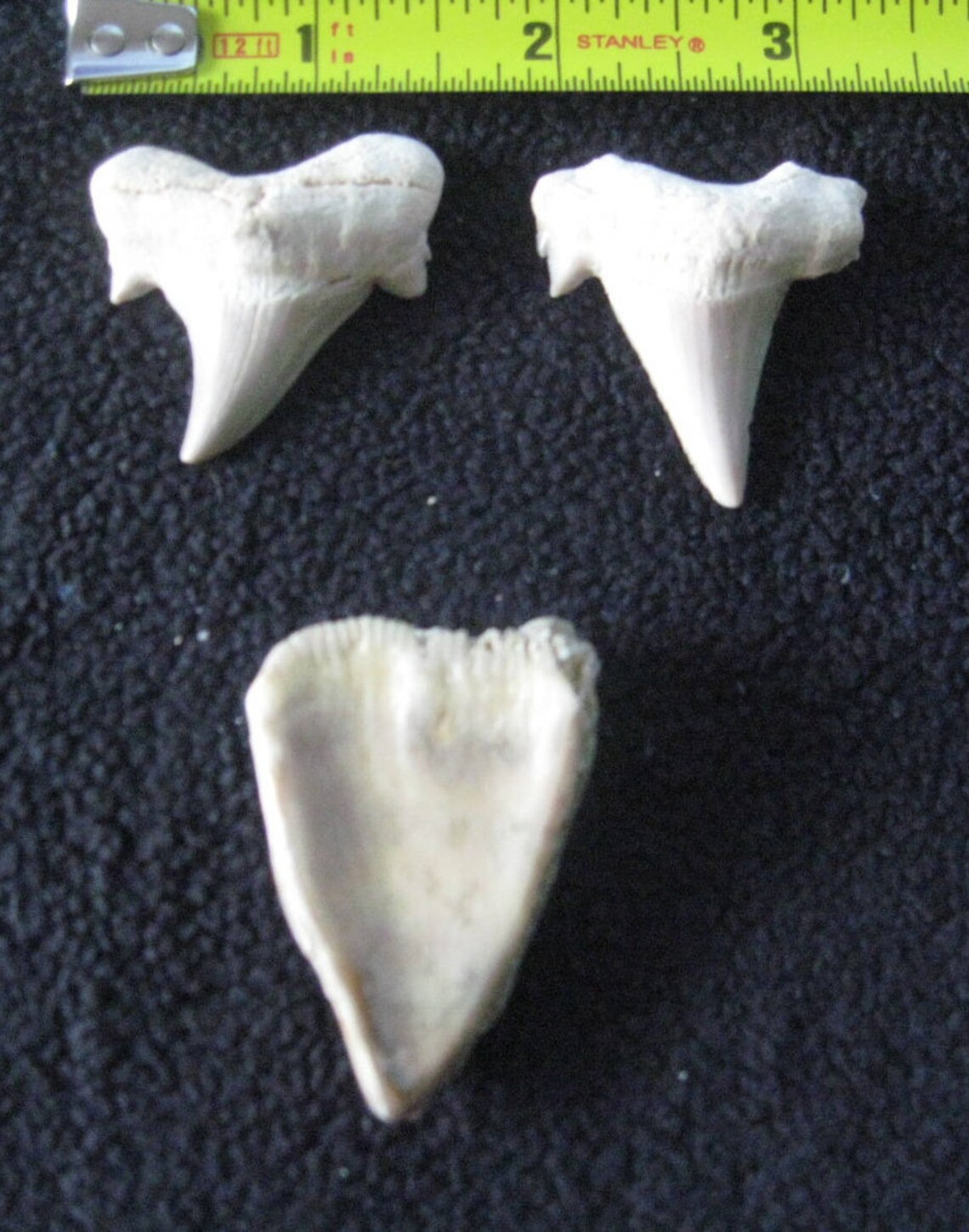 Gift Shark Teeth Lot of 3 Vintage 40 Million Years Enamel Sale | Etsy