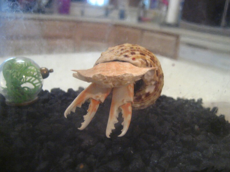Deformed Hermit Crab Mutation Real Oddity Taxidermy Etsy