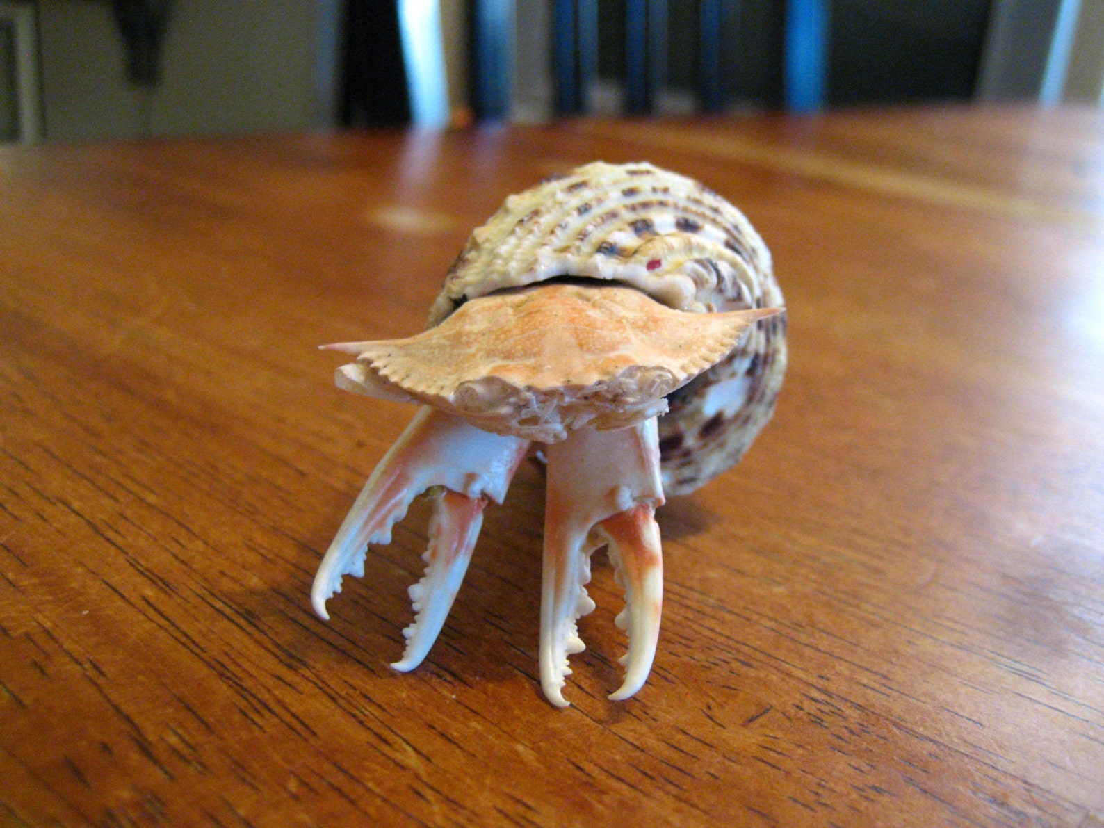 Deformed Hermit Crab Mutation Real Oddity Taxidermy Etsy