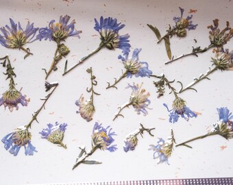 Op de afbeelding: Een arrangement van gedroogde blauwe en gele asterbloemen met groene stelen op een witte achtergrond. De bloemen bevinden zich in verschillende stadia van bloei, sommige volledig open en andere nog gesloten. De compositie is natuurlijk en delicaat.