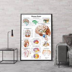 May include: A framed educational poster titled "Human Brain" with detailed anatomical illustrations of the brain. The poster includes labeled diagrams of various brain sections, blood supply, and related structures, with a white background and black frame.