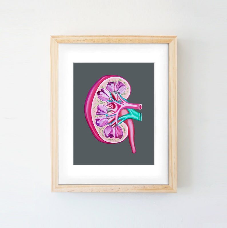 Tulip Kidney Charity Print Anatomical Art Human Body Medical Art image 2