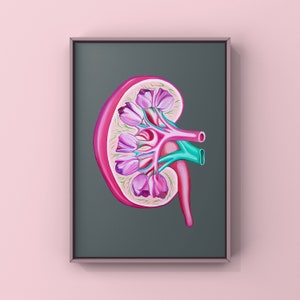 Tulip Kidney Charity Print - Anatomical Art - Human Body - Medical Art