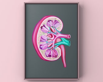 Tulip Kidney Charity Print - Anatomical Art - Human Body - Medical Art