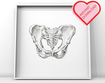 Pelvis Printable Sketch Anatomy Digital Download | Anatomical Wall Art | Skeleton Decor