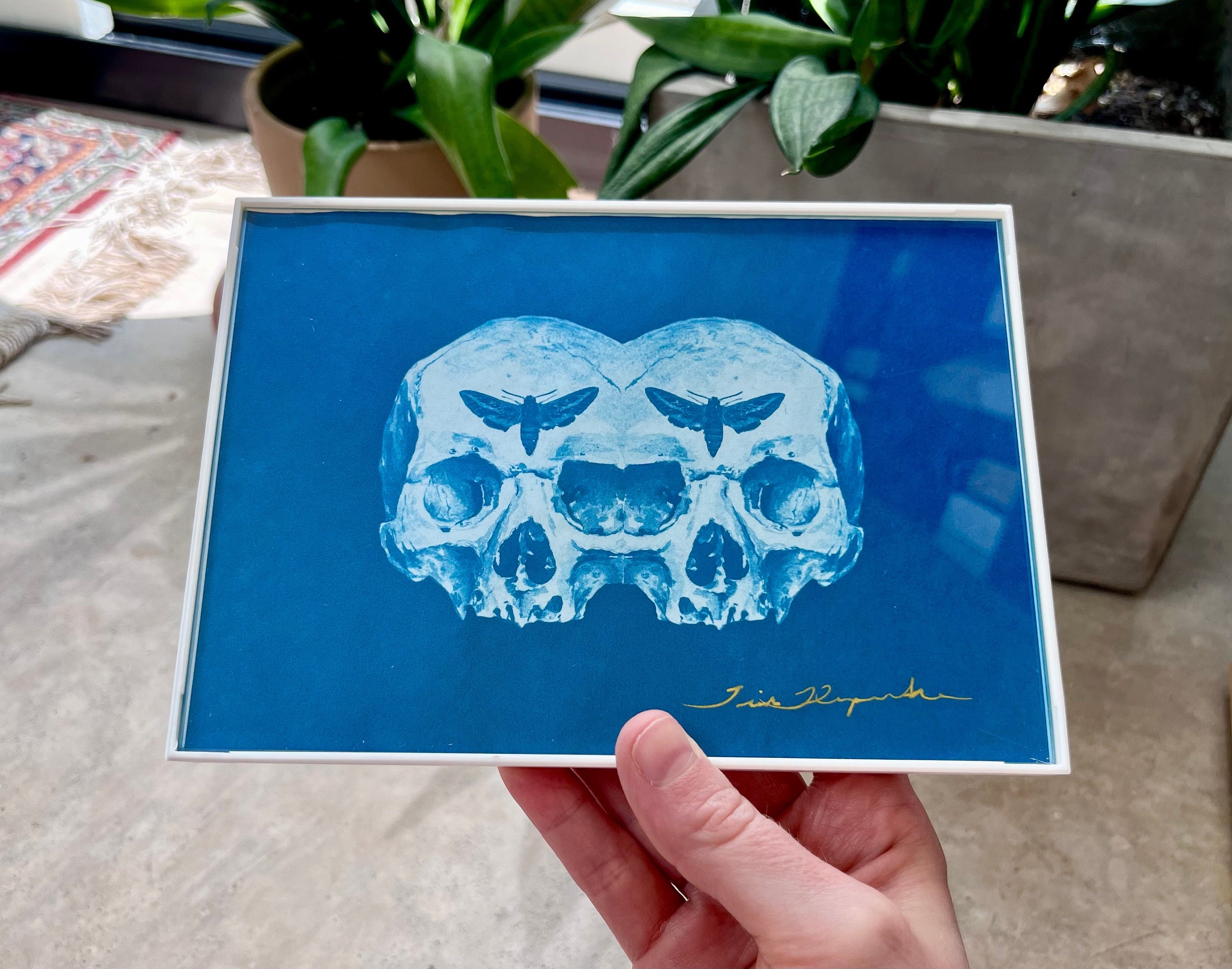 Framed Skull Cyanotype 5x7 - Etsy