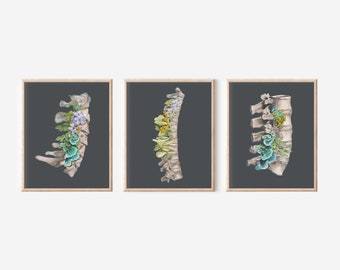3 Print Spinal Gift Set - Cervical Thoracic and Lumbar Spine - Anatomical Wall Art