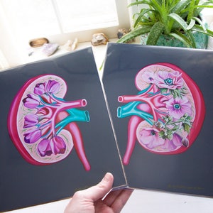 Floral Kidney Transplant Print Anatomical Art Human Body Medical Art image 7