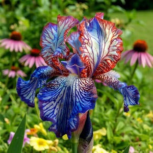 Puede incluir: Primer plano de una vibrante flor de iris con patrones intrincados. Los pétalos muestran una llamativa combinación de tonos azules, rojos y blancos, con delicadas vetas. La flor se encuentra sobre un fondo de follaje verde y otras flores.