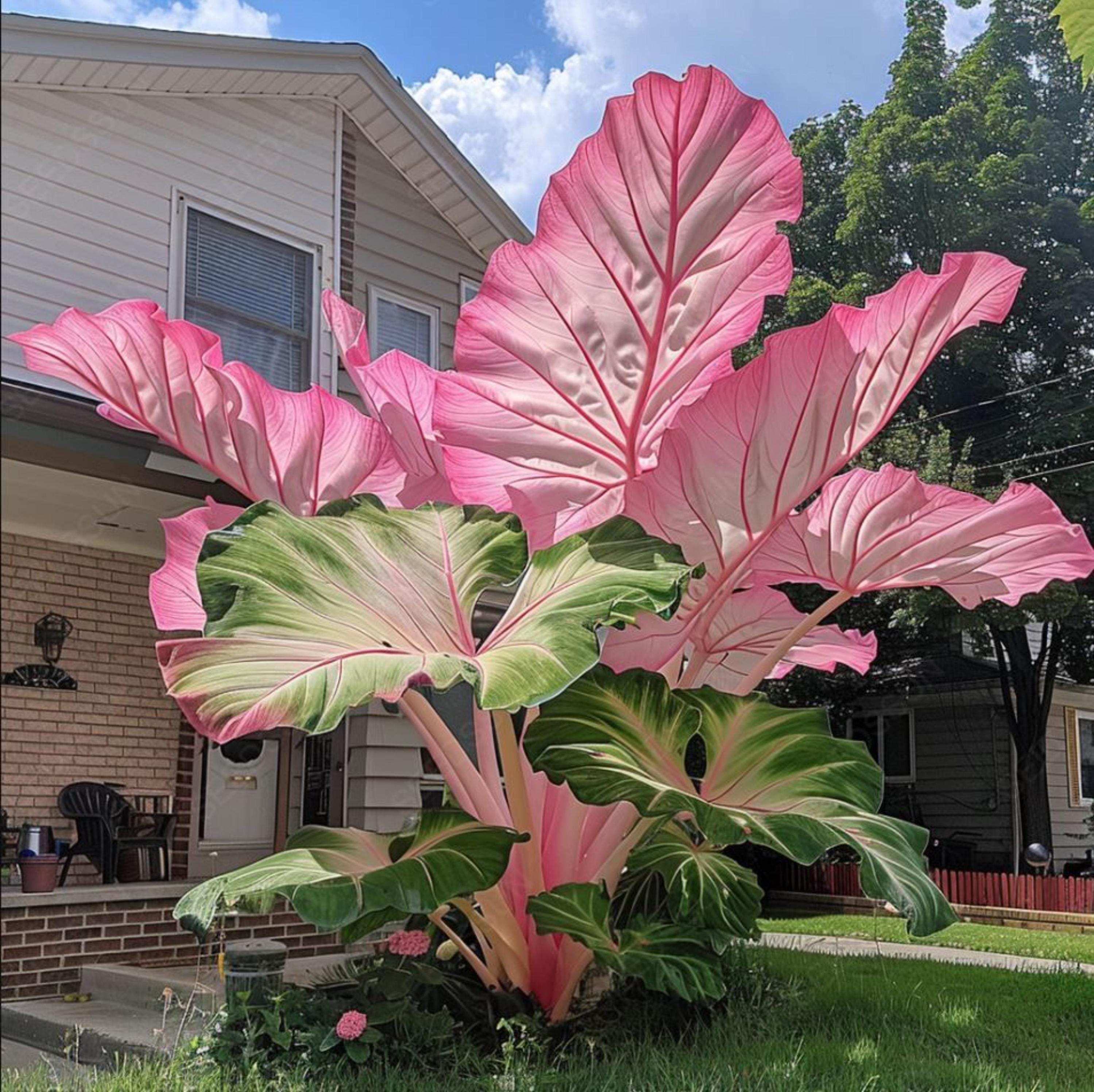 Colocasia pink - Etsy 日本