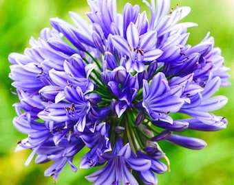 青いユリの種50粒以上／珍しい青いユリの種（鉢植え） - Etsy 日本
