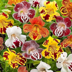 Puede incluir: Primer plano de una variedad de flores de mono de colores vibrantes. Las flores muestran una variedad de patrones y colores, incluyendo rojo, amarillo, naranja y blanco, con diseños moteados y manchados. La imagen muestra la belleza natural de estas flores únicas.