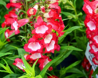 Penstemon Flower Seeds for Outdoor Home Garden