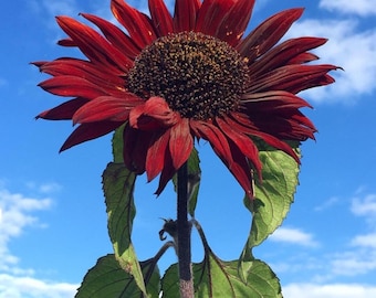 Zonnebloempitten met chocoladekers (Helianthus annuus) – biologische erfstukbloemzaden zonder genetisch gemodificeerde organismen voor huistuin