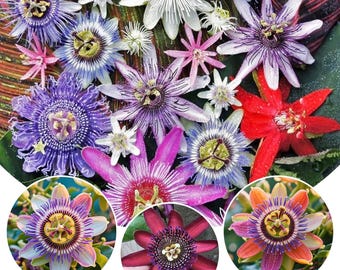Passiflora Caerulea Passion Flower Seeds