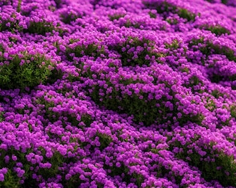 Semillas de tomillo rastrero / Cobertura vegetal de color rosa púrpura / Planta perenne sin OMG