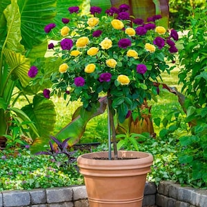 May include: A rose tree in a terracotta pot, showcasing vibrant yellow and deep purple roses. The tree is surrounded by lush green foliage, creating a striking contrast. The pot sits on a brick border, with a backdrop of a garden.