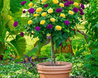 Perennial Rose Tree Seeds Potted Sapling Indoor/Outdoor