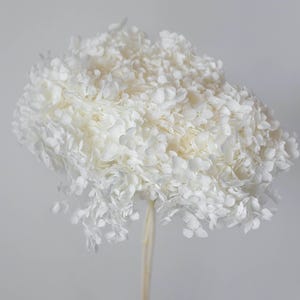 Witte geconserveerde hortensia Anna Head / DIY bruiloft bloemen / Woondecoratie / Vaasvuller / Natuurlijk decor