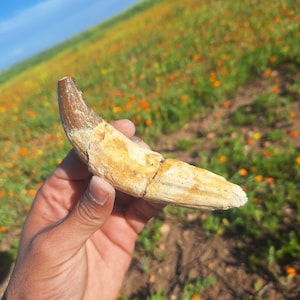 May include: A fossilized tooth, cream and brown in color, is held in a hand. The tooth has a curved shape and appears to be from a large animal. The background is a field of green grass and orange flowers under a blue sky.