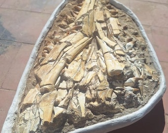 Un cráneo fósil impresionante y muy coleccionable de la especie de mosasaurio Platecarpus ptychodon