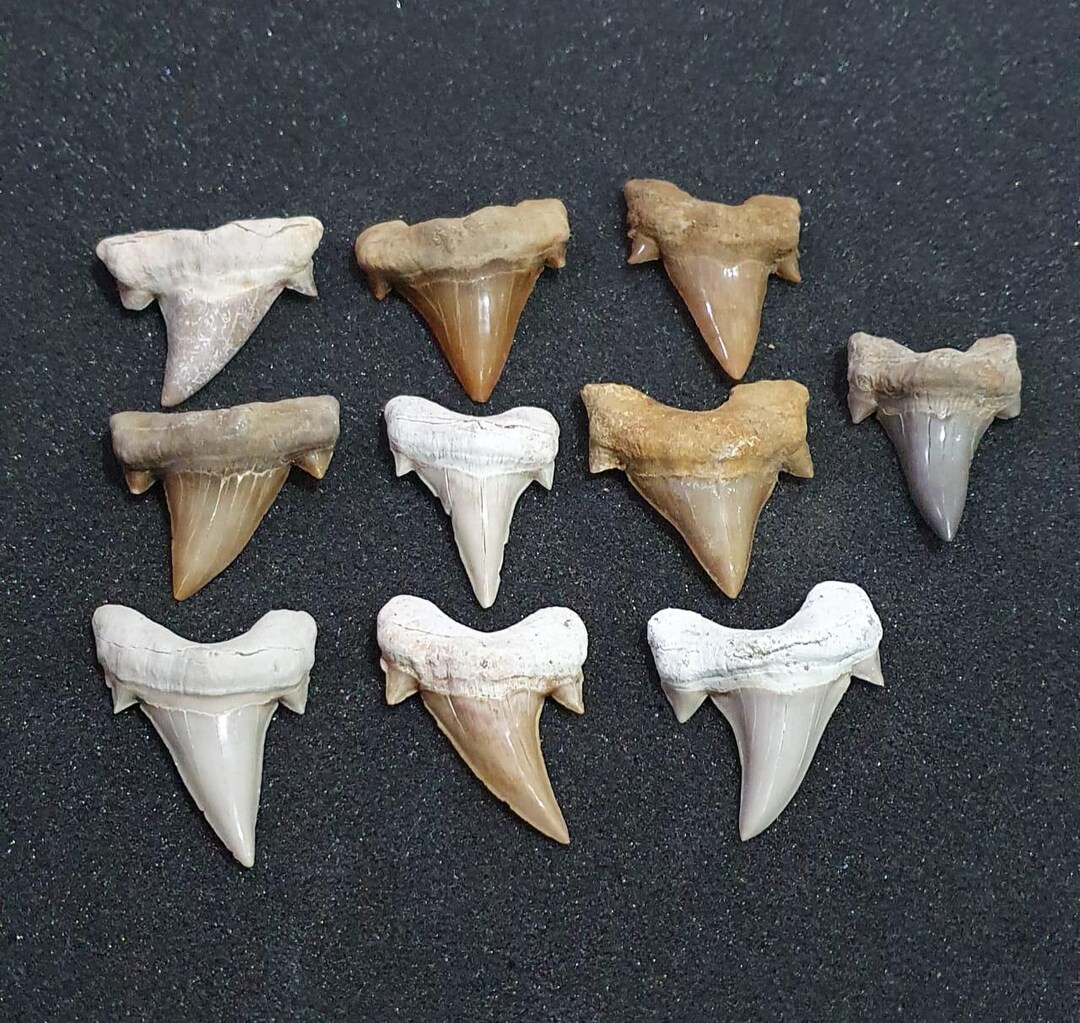 Massive Fossil Shark Tooth 10 Genuine Prehistoric Predator Relic ...