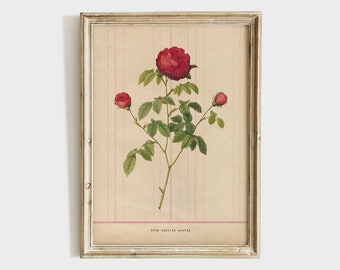 Vintage Roses Print, Agatha Rose Illustration, Digital Wall Art, PRINTABLE Wall Art, Flower wall decor, Home Decor, Farmhouse Decor