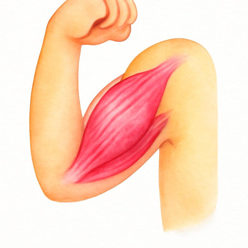 Bilingual Body Parts Flashcards - English Polish Watercolor Learning Cards image 7